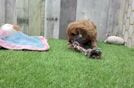 Cavapoo Puppy for Adoption