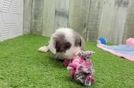 Mini Aussiedoodle Puppy for Adoption