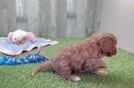 Funny Cavapoo Poodle Mix Pup