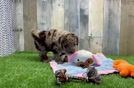 Meet Glimmer - our Cockapoo Puppy Video
