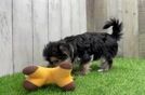 Friendly Morkie Baby