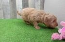 Popular Mini Goldendoodle Poodle Mix Pup