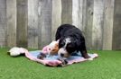 Meet Sara - our Mini Bernedoodle Puppy Video