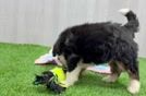 Mini Bernedoodle Puppy for Adoption