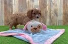 Energetic Cavoodle Poodle Mix Puppy