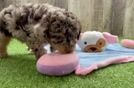 Cute Pudle Purebred Puppy
