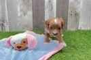 Smart Cavapoo Poodle Mix Pup