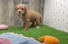 Little Mini Goldenpoo Poodle Mix Puppy