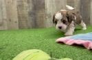 Adorable Cavalier King Charles Spaniel and Poodle Mix Poodle Mix Puppy