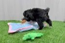 Best Mini Bernedoodle Baby