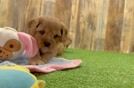 Small Cavapoo Baby