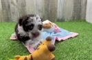 Adorable Havadoodle Poodle Mix Puppy