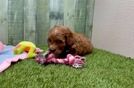 Smart Cavapoo Poodle Mix Pup