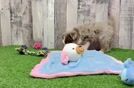 Meet Asiago - our Mini Aussie Puppy Video