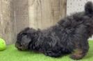 Akc Registered Poodle Baby