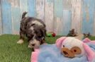 Fluffy Mini Bernedoodle Poodle Mix Pup