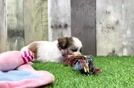 Teddy Bear Puppy for Adoption