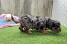 Meet Spicy - our Cavapoo Puppy Video