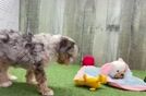 Sweet Mini Aussiedoodle Baby