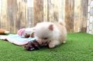 Pomeranian Puppy for Adoption