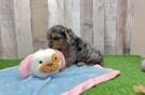 Energetic Cavoodle Poodle Mix Puppy