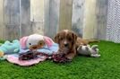 Meet Olive - our Cavapoo Puppy Video