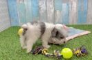 Adorable Cavalier King Charles Spaniel and Poodle Mix Poodle Mix Puppy