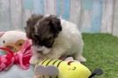 Petite Havapoo Poodle Mix Pup