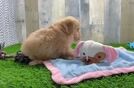 Friendly Cockapoo Baby