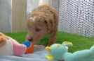 Mini Goldendoodle Puppy for Adoption