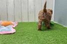 Meet Pinot - our Cavapoo Puppy Video