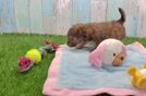 Funny Yorkie Poo Poodle Mix Pup