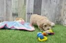 Playful Maltidoodle Poodle Mix Puppy