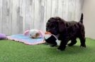 Fluffy Cockapoo Poodle Mix Pup