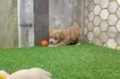 Meet Edwin - our Maltipoo Puppy Video