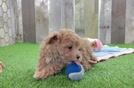 Hypoallergenic Maltidoodle Poodle Mix Puppy