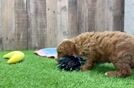 Sweet Cavapoo Baby