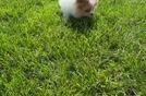 Best Pomeranian Baby