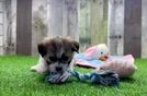 Teddy Bear Pup Being Cute