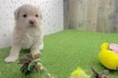 Havapoo Puppy for Adoption