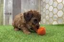Adorable Toy Poodle Purebred Puppy