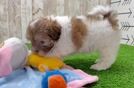 Shih Poo Puppy for Adoption