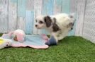 Adorable Cavalier King Charles Spaniel and Poodle Mix Poodle Mix Puppy