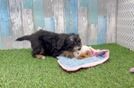 Smart Mini Bernedoodle Poodle Mix Pup