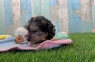 Sweet Yorkie Poo Baby