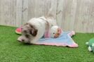 Playful Havadoodle Poodle Mix Puppy