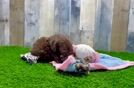 Petite Cockapoo Poodle Mix Pup