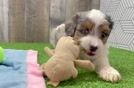 Funny Mini Aussiedoodle Poodle Mix Pup