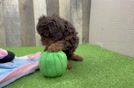 Best Cavapoo Baby