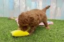 Cavapoo Puppy for Adoption